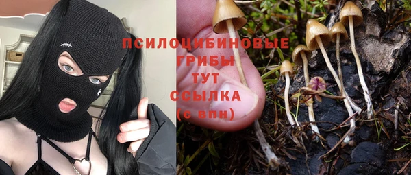 шишки Арсеньев